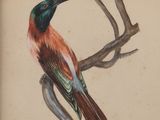 a drawing of a bird sitting on a tree branch
