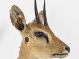 a fake deer head with horns on a white background