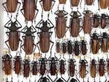 a lot of bugs that are hanging on the wall