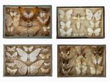 quatre boîtes contenant différents types de papillons, sur fond blanc
