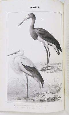 Ornithologie - BOUTEILLE (Hyppolyte). Ornithologie du Dauphi…