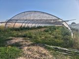 une grande serre où poussent de nombreuses plantes
