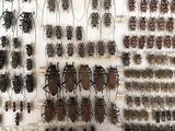 a lot of bugs that are hanging on the wall