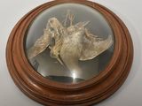 a picture of a picture of a bird in a glass dome