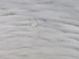 a bird that is standing in the water on the beach