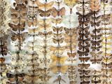 many different kinds of moths displayed on a wall