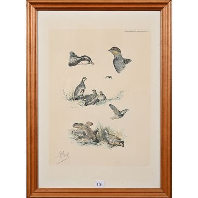 une image représentant un tableau d'oiseaux en plein vol sur fond blanc