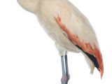 un oiseau posé sur un socle en bois