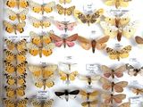 many different types of moths displayed in a white frame