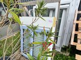 un petit arbre en pot près d'une fenêtre
