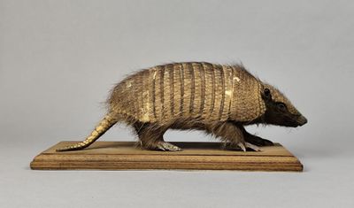 Un tatou est posé sur un socle en bois, devant un fond blanc.