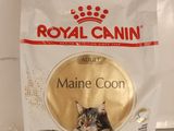 Royal Canin Maine Coon Adult : croquettes pour chat adulte