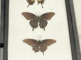 three framed butterflies in a black box on a white surface