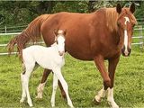 un cheval brun et un cheval blanc dans un champ