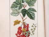 a picture of a book with a bunch of berries on it