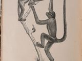 un vieux livre sur lequel figure un dessin représentant deux singes suspendus à un arbre