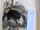 une image d'une autruche dans un livre, accompagnée d'une note