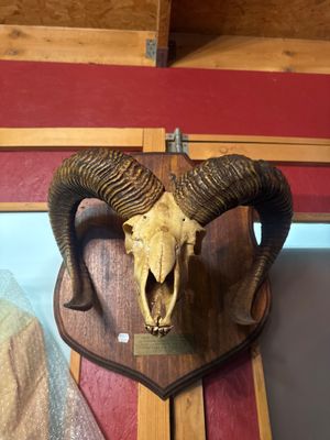 a goat skull mounted on a wooden plaque on a wall