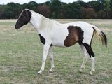 a brown and white horse standing in a field