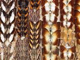 many different types of butterflies on display in a display case