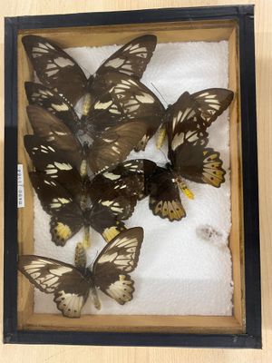 a lot of butterflies that are sitting in a box