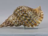a shell that is sitting on top of a glass stand