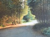 une photo d'un tableau représentant une route dans les bois