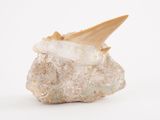 a rock with a tooth sticking out of it on a white surface