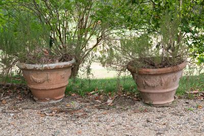 deux grands pots contenant des plantes, posés par terre