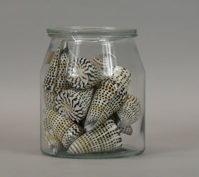 a glass jar with shells in it on a table