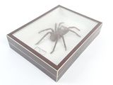Photo 7/7 du lot