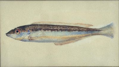 tableau représentant un poisson dans un cadre sur fond blanc