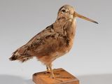 un petit oiseau posé sur un bloc de bois