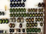 many different beetles on display in a display case