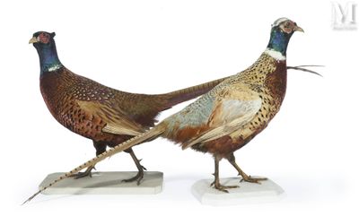 pair of pheasants standing on a marble base on a white surface