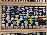 a picture of a display of fish and other things
