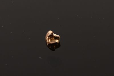 a skull in the water of a lake in the middle of the day