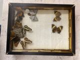 a picture of a display of butterflies in a shadow box