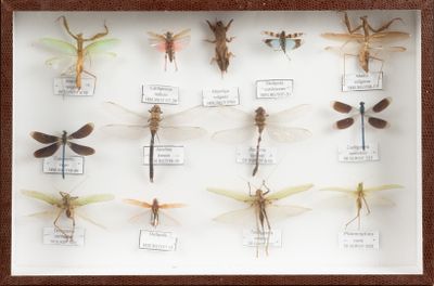 de nombreux insectes exposés dans une vitrine-cadre