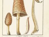 an old book with a drawing of a mushroom and other things