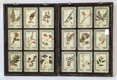 an image of a set of six framed pictures of plants