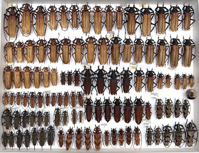 a lot of beetles that are on display in a glass case