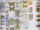 many different types of butterflies on display in a display case