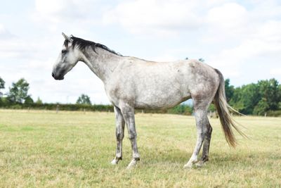 a horse that is standing in the grass in the field
