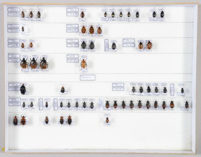 de nombreux insectes exposés dans une vitrine