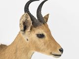 an image of a deer with long horns on a white background