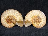 pair of ammonite shell bookends