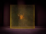 a spider that is sitting inside of a glass box