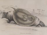 a drawing of a man laying on the ground with a hat on his head