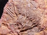 a close up of a fossilized fish on a rock